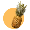 Ananas comosus