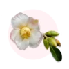 Camellia sinensis