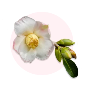Camellia sinensis