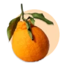 Citrus aurantium