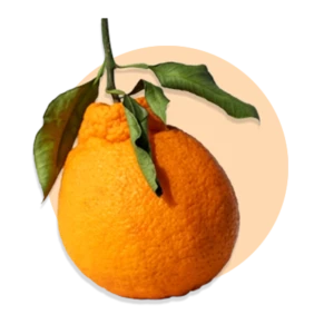 Citrus aurantium