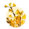 Ginkgo Biloba