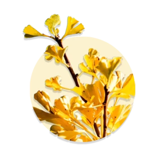 Extrait de ginkgo biloba