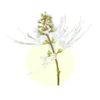 Orthosiphon aristatus