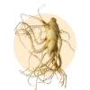 Ginseng