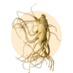 Extrait de ginseng