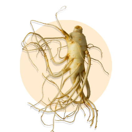 Ginseng