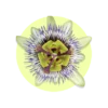 Passiflora incarnata L.