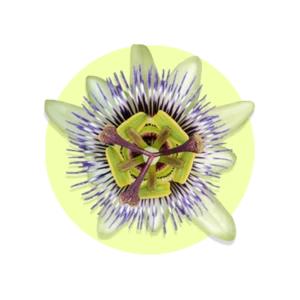 Passiflora incarnata L.