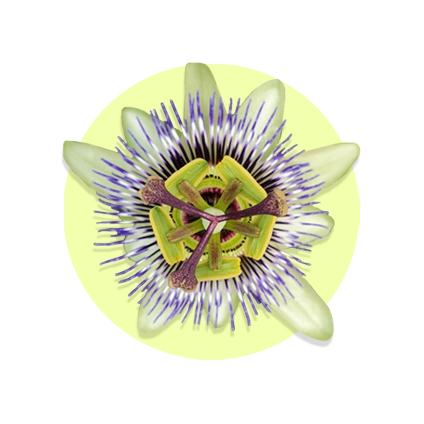 Passiflore