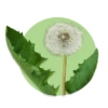 Taraxacum officinale