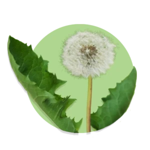 Taraxacum officinale