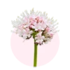 Eschscholtzia californica