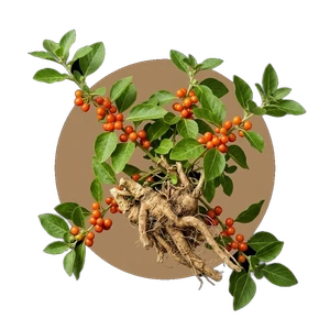 Ashwagandha