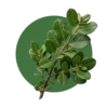 Boldo