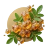 Boswellia serrata