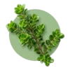 Buchu