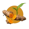 Curcuma longa