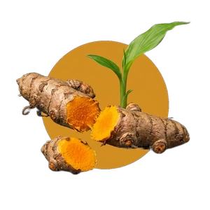 Curcuma longa