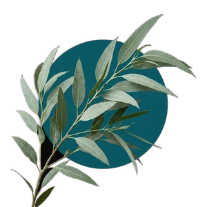 Eucalyptus