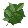 Feuilles de noyer