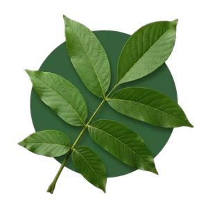 Feuilles de noyer