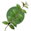 Gymnéma sylvestre