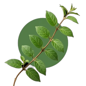 Gymnéma sylvestre