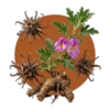 Harpagophytum procumbens