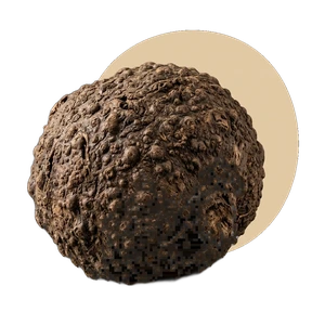 Konjac