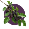 Mûrier