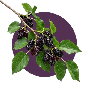Mûrier