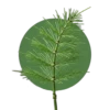 Prêle