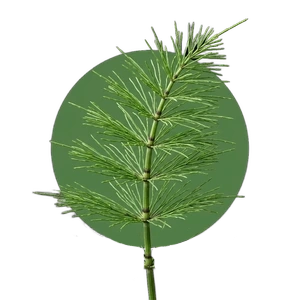 Prêle