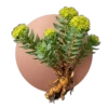 Rhodiola rosea