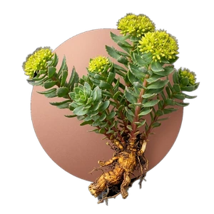Rhodiola rosea