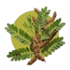 Séné