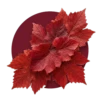 Vigne Rouge