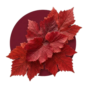 Vigne Rouge