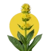 Teinture de gentiane (Gentiana lutea L.)