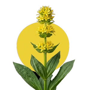 Teinture de gentiane (Gentiana lutea L.)