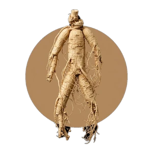 Teinture de ginseng (Panax ginseng C.A. Meyer)