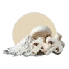 Chitosan végétal