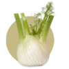 Foeniculum vulgare