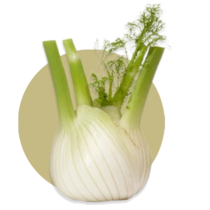 Foeniculum vulgare